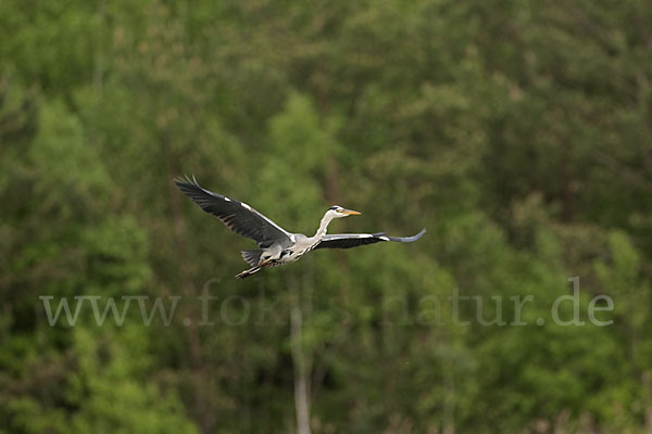 Graureiher (Ardea cinerea)