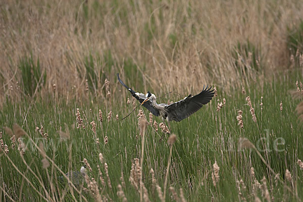 Graureiher (Ardea cinerea)