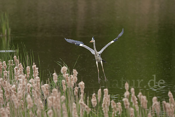 Graureiher (Ardea cinerea)