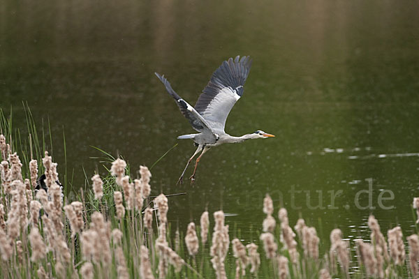 Graureiher (Ardea cinerea)