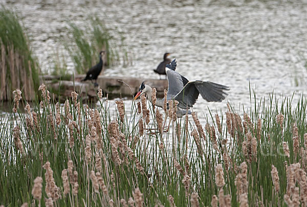 Graureiher (Ardea cinerea)