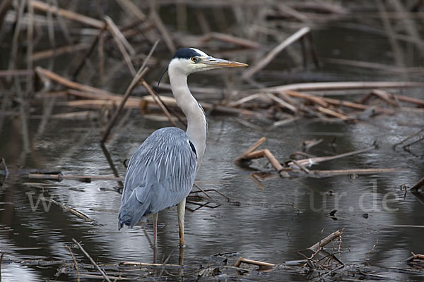 Graureiher (Ardea cinerea)