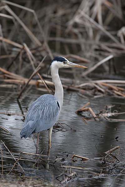 Graureiher (Ardea cinerea)