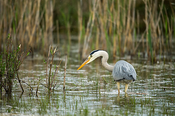 Graureiher (Ardea cinerea)