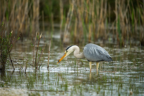 Graureiher (Ardea cinerea)