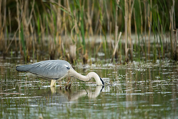 Graureiher (Ardea cinerea)