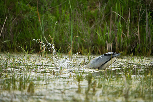 Graureiher (Ardea cinerea)