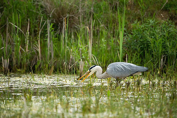 Graureiher (Ardea cinerea)