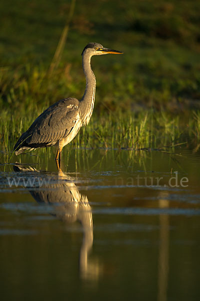 Graureiher (Ardea cinerea)