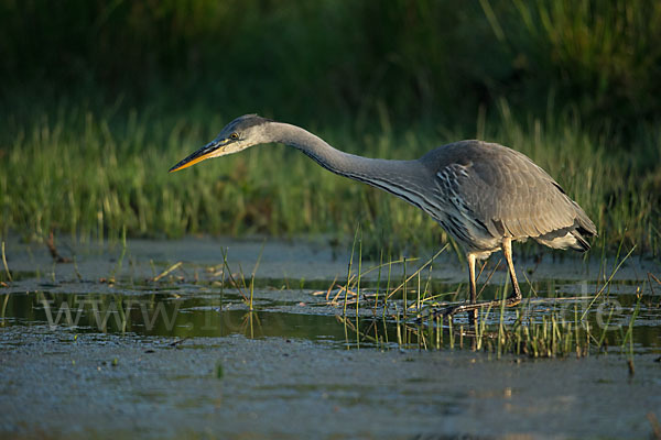 Graureiher (Ardea cinerea)