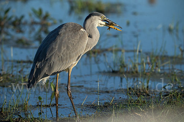 Graureiher (Ardea cinerea)