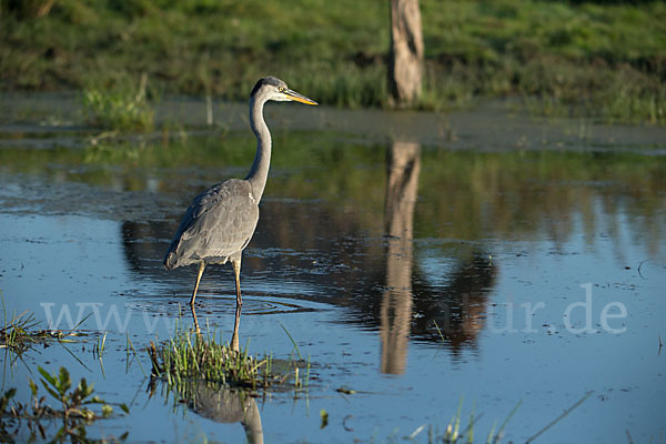 Graureiher (Ardea cinerea)