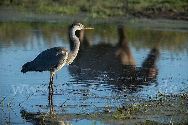 Graureiher (Ardea cinerea)