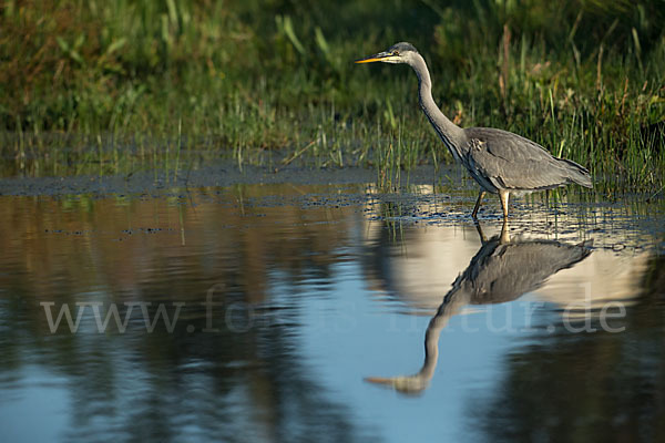 Graureiher (Ardea cinerea)