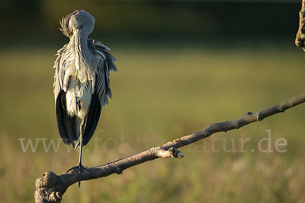 Graureiher (Ardea cinerea)