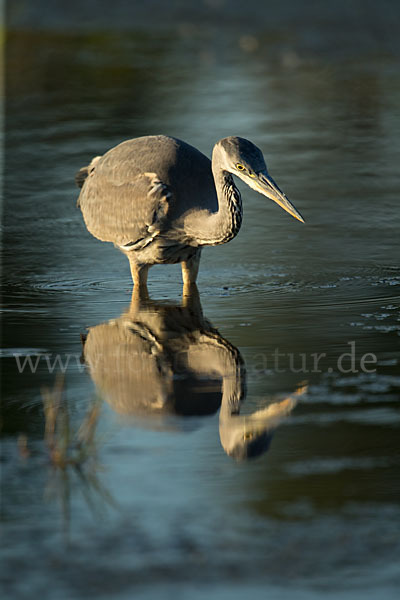 Graureiher (Ardea cinerea)