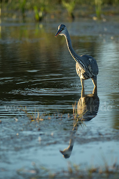 Graureiher (Ardea cinerea)