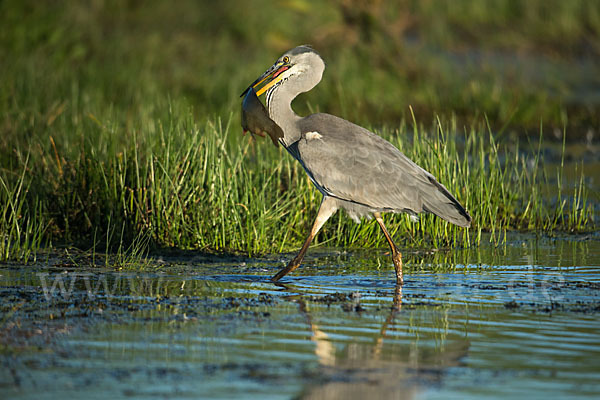 Graureiher (Ardea cinerea)