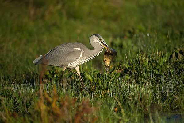 Graureiher (Ardea cinerea)