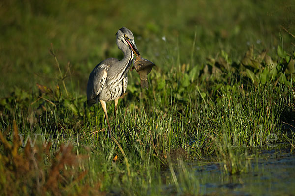 Graureiher (Ardea cinerea)