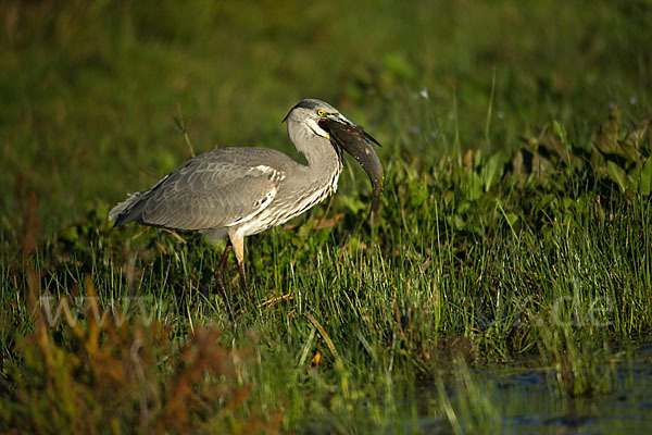 Graureiher (Ardea cinerea)