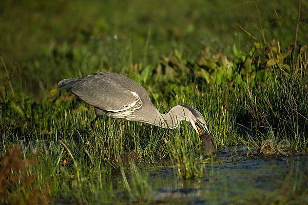 Graureiher (Ardea cinerea)