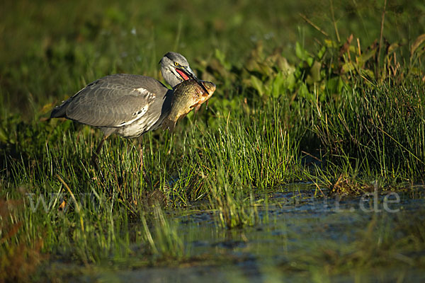 Graureiher (Ardea cinerea)