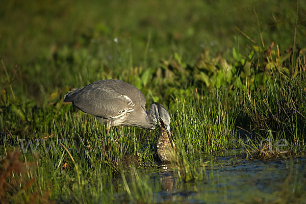 Graureiher (Ardea cinerea)