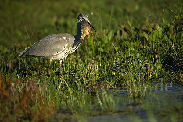 Graureiher (Ardea cinerea)