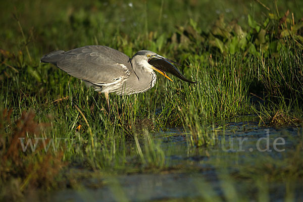 Graureiher (Ardea cinerea)