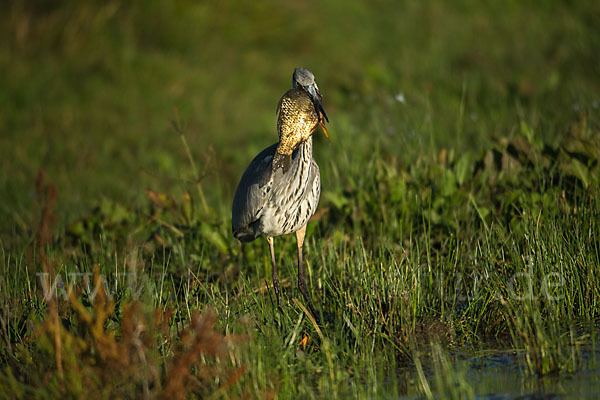 Graureiher (Ardea cinerea)