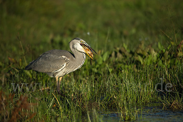 Graureiher (Ardea cinerea)