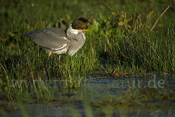 Graureiher (Ardea cinerea)