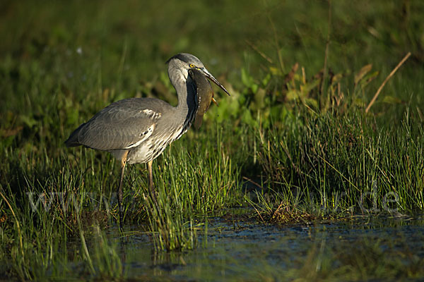 Graureiher (Ardea cinerea)