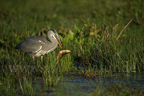 Graureiher (Ardea cinerea)