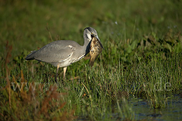 Graureiher (Ardea cinerea)