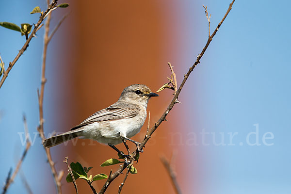 Grauschnäpper (Muscicapa striata)