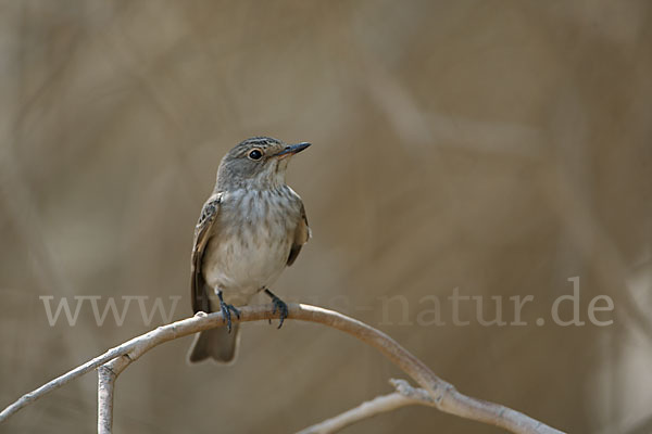 Grauschnäpper (Muscicapa striata)