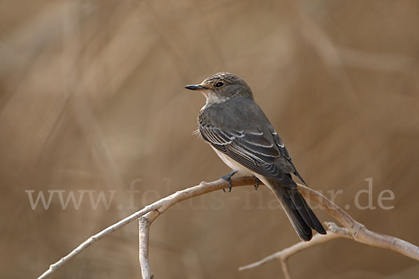 Grauschnäpper (Muscicapa striata)