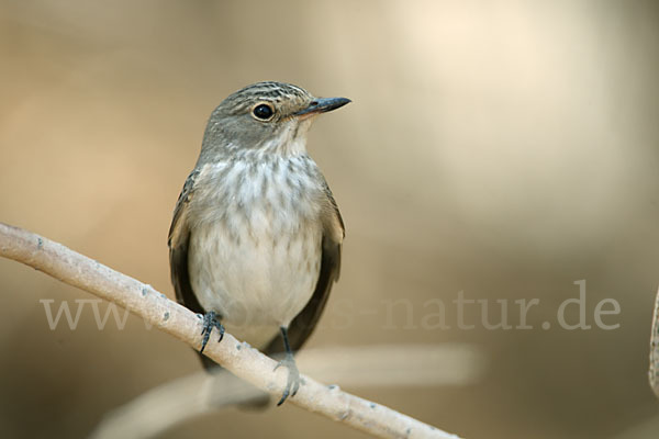 Grauschnäpper (Muscicapa striata)