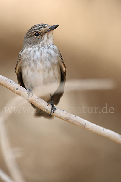 Grauschnäpper (Muscicapa striata)