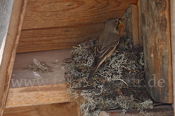 Grauschnäpper (Muscicapa striata)