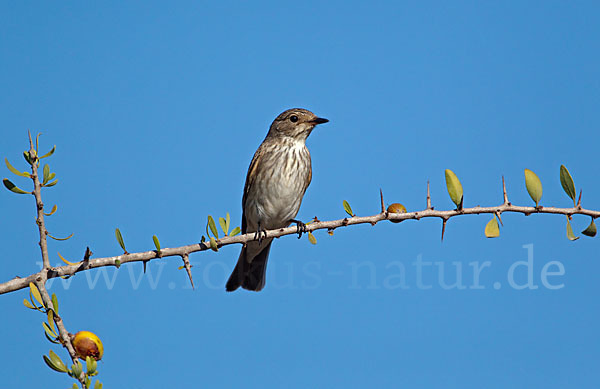 Grauschnäpper (Muscicapa striata)