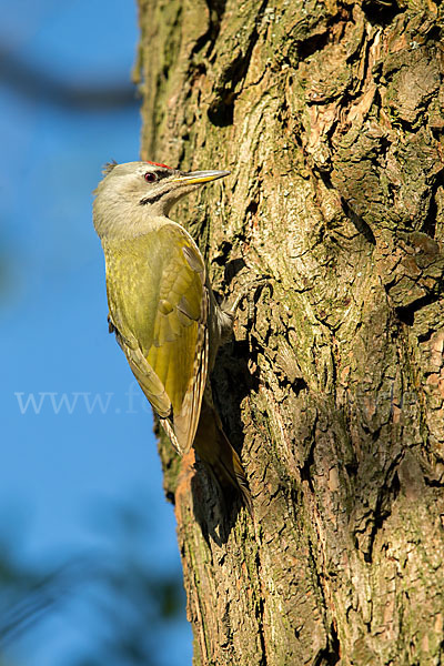 Grauspecht (Picus canus)