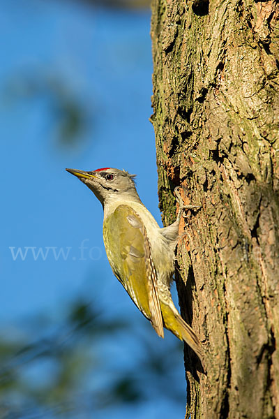 Grauspecht (Picus canus)