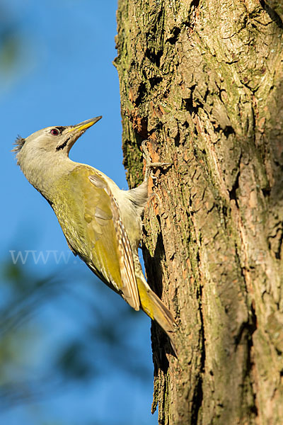 Grauspecht (Picus canus)