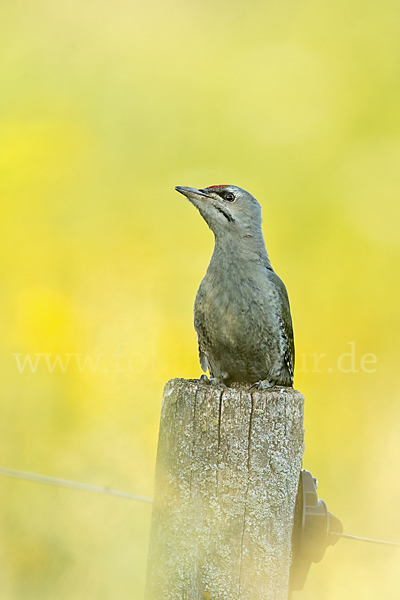 Grauspecht (Picus canus)