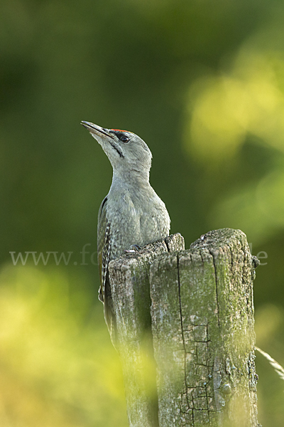 Grauspecht (Picus canus)