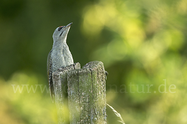 Grauspecht (Picus canus)