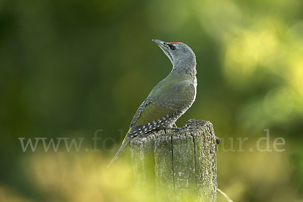 Grauspecht (Picus canus)